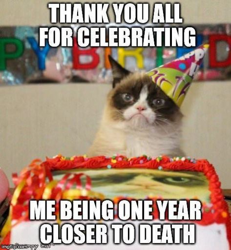 Birthday Memes For Him, Grumpy Cat Birthday, Cat Birthday Memes, Funny Happy Birthday Meme, Funny Happy Birthday Pictures, Happy Birthday Quotes Funny, Happy Birthday Song, Happy Birthday Meme, Happy Birthday Funny