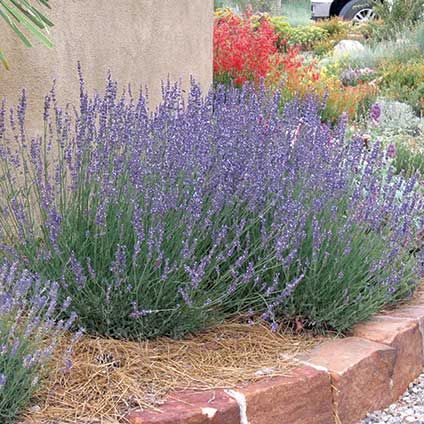 Lavender Gros Bleu. French Lavender Garden, Garden With Lavender, French Lavender Plant, Spanish Lavender, Lavender Varieties, August Garden, Bg Color, High Country Gardens, Growing Garden