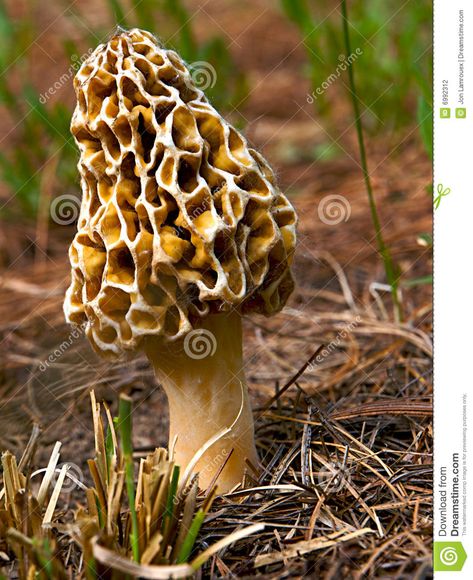 Morel Mushrooms Art, Cornflower Bolete Mushroom, Beautiful Mushrooms, Wooden Mushrooms, Edible Fungi, Morel Mushroom Photography, Fungi Mycelium, Mushroom Images, Mushroom Plant