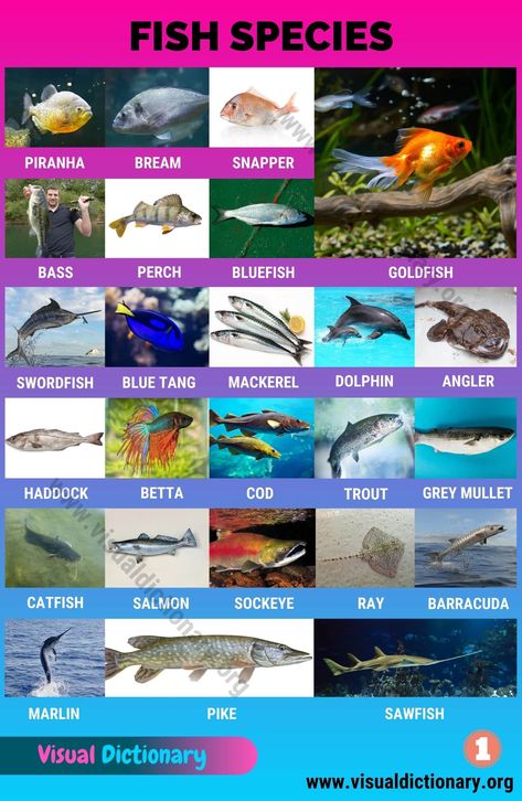 Types of Fish: Interesting List of 50 Different Fish Species around the World Fish Infographic, Fish Names, Names Of Birds, Fish Chart, Animals Name In English, Animal Classification, Visual Dictionary, Save The Whales, Different Fish