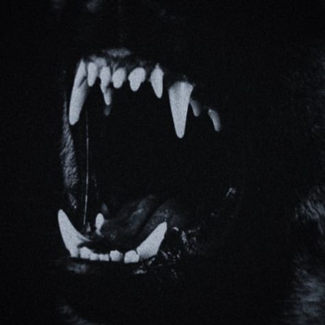 Teeth Aesthetic, Werewolf Aesthetic, Scary Dogs, Bad Dog, Dog Teeth, An Animal, Skyrim, Doberman, Dark Aesthetic