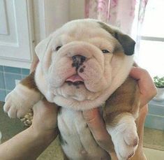 Untitled Baby Bulldogs, Cute Bulldog Puppies, Breathing Problems, Cute Bulldogs, English Bulldog Puppies, Bull Dogs, English Bulldogs, Baby Animals Funny, Pet Puppy