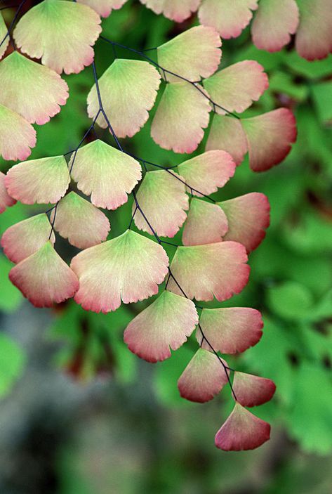 Fern Tattoo, Botanical Collage, Maidenhair Fern, Ferns Garden, Leaf Photography, Botanical Tattoo, Fern Plant, Flower Landscape, Spring Art