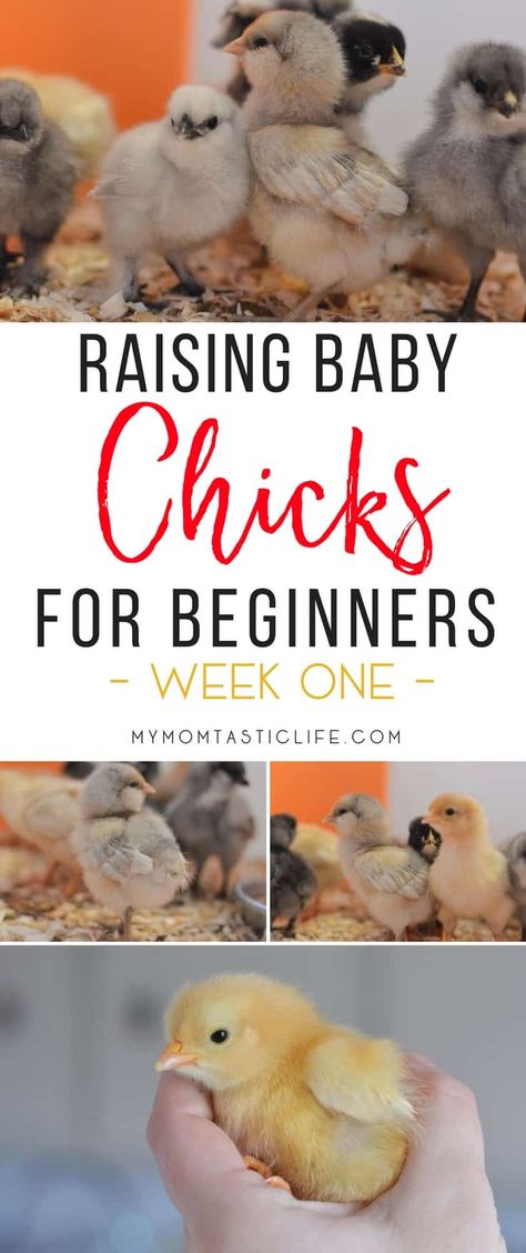 Chicks For Beginners, Raising Chickens Diy, Raising Baby Chicks, Raising Turkeys, Urban Chicken Farming, Baby Chicks Raising, Chicken Incubator, Raising Chicks, Urban Chickens