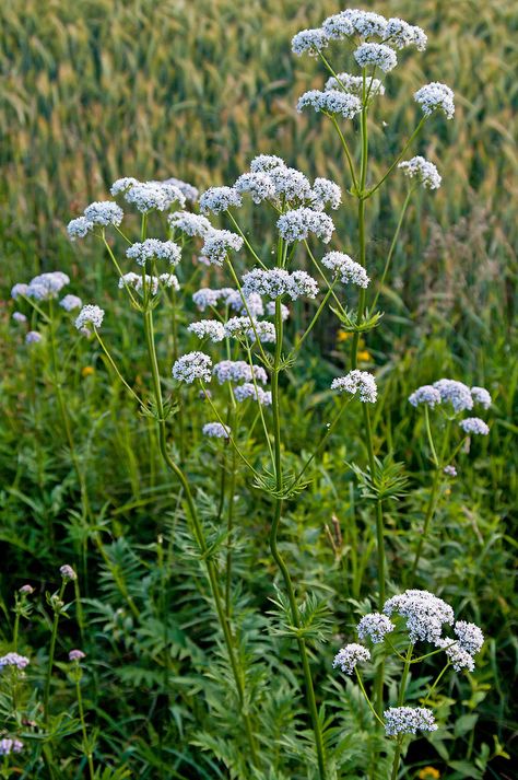 Aspecte general de la valeriana (Valeriana officinalis) Valerian Flower, Valeriana Officinalis, Wet Spot, Cat Urine, Valerian Root, Valerian, Tea Garden, Herb Seeds, Growing Seeds