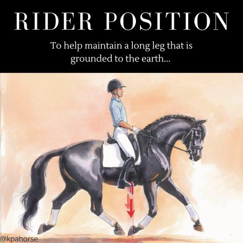 Dressage Videos, Horseback Riding Tips, Dressage Training, Riding Tips, Riding School, Cute Horse Pictures, Horse Riding Tips, Horse Things, Horse Trainer