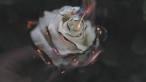 Rose Fire Photography Smoke Wallpaper Hd Flowers, Honesty Is The Best Policy, Hd Flowers, Fire Photography, Wallpapers Images, Photography