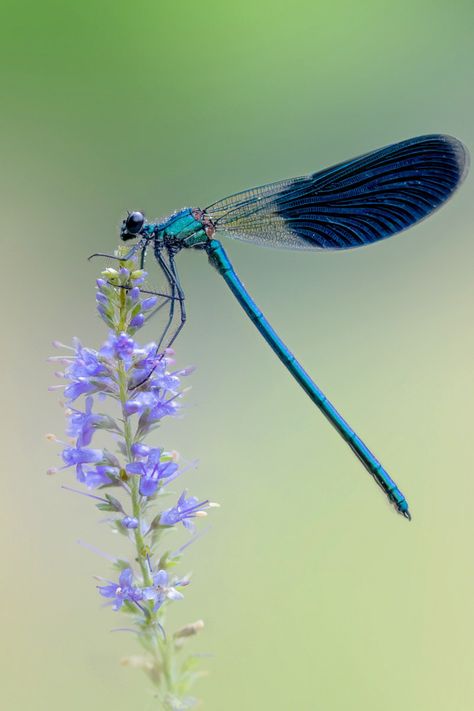 Dragonfly Photos Photography, Giant Dragonfly, Dragonfly Illustration, Dragonfly Artwork, Dragonfly Images, Dragonfly Photography, Dragonfly Photos, Dragon Fly Craft, Damselflies