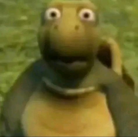 turtle meme Turtle Meme, Turtle Wallpaper, Turtles Funny, Image Memes, Skin Color Palette, Meme Faces, Funny Anime Pics, Funny Faces, Reaction Pictures