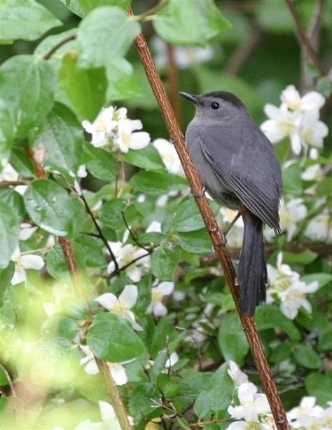 grey catbird Gray Catbird, Bird Identification, Bird House Kits, Bird Aviary, Bird Watcher, The Rocky Mountains, Nature Birds, Backyard Birds, Pretty Birds