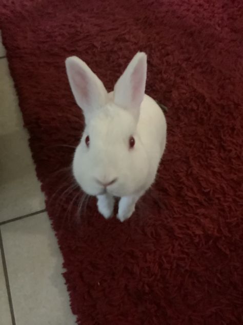 Florida White Rabbit, New Zealand Rabbits, Rabbit White, Bunny Rabbits, White Rabbit, Olaf, Bunny Rabbit, Rabbits, New Zealand