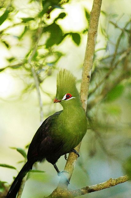 # bird # Knysna Loerie, South African Birds, Flying Creatures, Bird Calls, Knysna, Garden Route, Bird Pictures, Sweet Animals, Bird Feathers