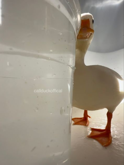 Duck Pictures, Duck Photo, What The Duck, Pet Ducks, Quack Quack, Funny Duck, Funny Animal Jokes, A Duck, Cute Animal Photos