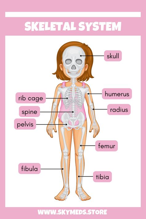 "Discover the incredible framework of your body – the skeletal system! Learn how 206 bones work together for movement, support, and protection. #SkeletalSystem #HumanAnatomy #HealthyBones #BodyFacts #LearnAndGrow" 206 Bones, Skeleton System, The Skeletal System, Nursing School Motivation, Skeletal System, Biology Notes, Healthy Bones, Skeletal, School Motivation