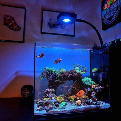 Small Home Aquarium, Salt Water Aquarium Ideas Design Home, Small Saltwater Aquarium, Salt Water Fish Tank Ideas, Salt Water Aquarium Ideas, Bedroom Fish Tank, At Home Aquarium, Salt Water Tanks, Aesthetic Fish Tank