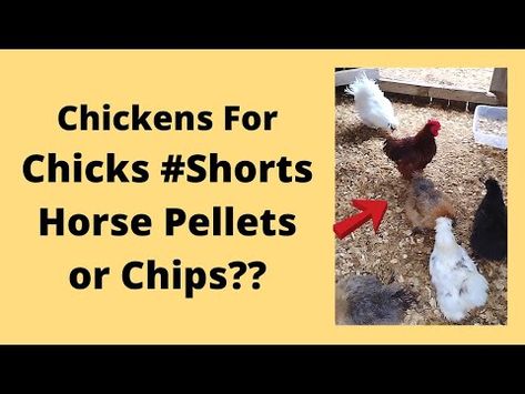 Chicken Coop Bedding What I Decided To Use #Shorts

#coopbedding #horsepelletsforbedding #chickencoopbedding Chicken Bedding Ideas, Diy Chicken Bedding, Chicken Treats Hens, Chicken Coop Bedding, Tractor Supply Chicks, Chicken Supplies, Why Aren’t My Chickens Laying Eggs, Coops Diy, Backyard Chicken Coops