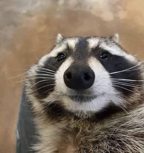 cute raccoon in derpy angle very awesome Pet Raccoon, Cute Raccoon, Animal Icon, Raccoon Funny, Funny Animal Photos, Fascinating Facts, Silly Animals, Racoon, Oui Oui