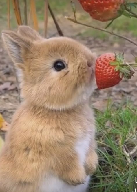 bunny rabbit eating a strawberries bunnies rabbits strawberries eat Bunnies Cute, Rabbit Eating, Animals Cute, Baby Bunnies, Bunny Rabbit, Animal Kingdom, Rabbits