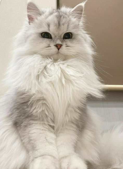 White Longhaired Cat, White Siberian Cat, British Longhair Cat, Cute White Cats, White Ragdoll Cat, White Fluffy Cat, Cat Siberian, Albino Cat, Cat Fluffy