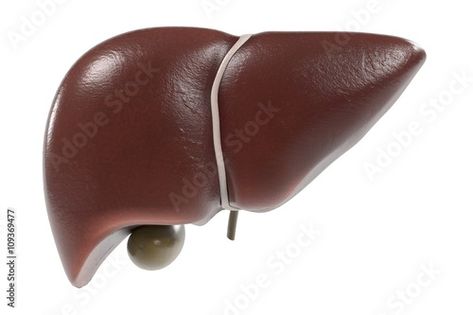 Stock Image: 3d renderings of human liver Human Liver, Image 3d, 3d Rendering, Adobe Stock, Stock Illustration, Stock Images, Illustrations, Human, Tattoos