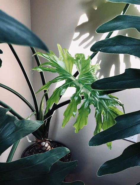 Selloum Plant, Philodendron Hope Selloum, Philodendron Selloum Care, Philodendron Selloum, Philodendron Plowmanii, Philodendron Erubescens, Philodendron Luxurians, Philodendron Care, Philodendron Plant