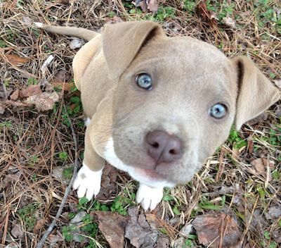 AmericanPitbullTerrierDogReverseBlueBrindleDixiePuppy2MonthsOld Pitbull Terrier Puppies, Dog Breeds Pictures, Pit Bull Puppies, Bull Terrier Puppy, Pitbull Pictures, National Puppy Day, Puppy Day, American Pitbull, Pitbull Puppies