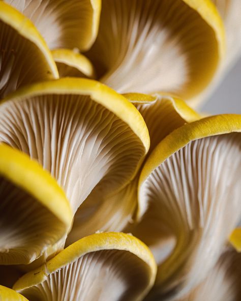 Golden Oyster Mushrooms 💛💛💛 Found these beauties at the local Farmers market this last Saturday - of course I had to photograph them! Such epic color and texture - they also tasted amazing too 😋 Practicing my monochrome colors for @bealubas & @useyournoodles composition challenge which starts tomorrow! Oyster Mushrooms, Local Farmers Market, Monochrome Color, Last Saturday, Farmers Market, Of Course, The Locals, Stuffed Mushrooms, Composition