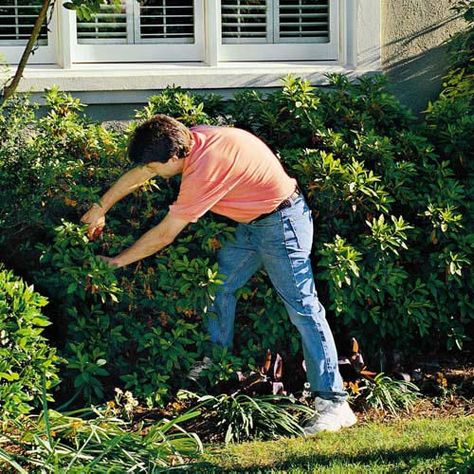 Keep these beauties in bounds without ruining their looks. Rhododendron Care, Pruning Azaleas, Azaleas Landscaping, Azaleas Care, Azalea Shrub, Summer Care, Outside Plants, Gardens By The Bay, Gardening Advice