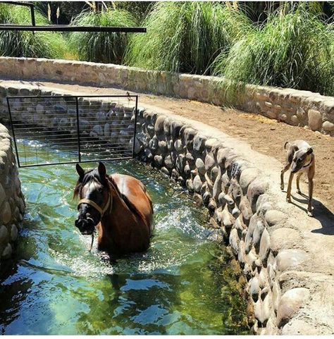 @db_arquitetura_equestre Horse Farms Ideas, Horse Stable Design, Horse Stable Ideas, Horse Stables Design, Equine Stables, Dream Barn Stables, Equestrian Stables, Horse Farm Ideas, Horse Barn Ideas Stables