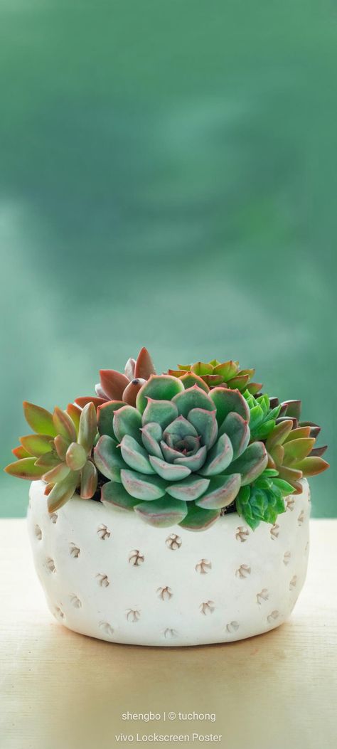 Succulents Wallpaper, Iphone Macbook, Colorful Succulents, Quotes About Photography, Cactus Art, Cactus And Succulents, Phone Backgrounds, Simply Beautiful, Planting Succulents