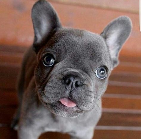 Gray  Frenchie Brindle Frenchie, Brindle French Bulldog, French Bulldog Breed, Bulldog Breeds, Bulldog Francese, Bulldog Puppies For Sale, Frenchie Puppy, Cute French Bulldog, Pug Puppies