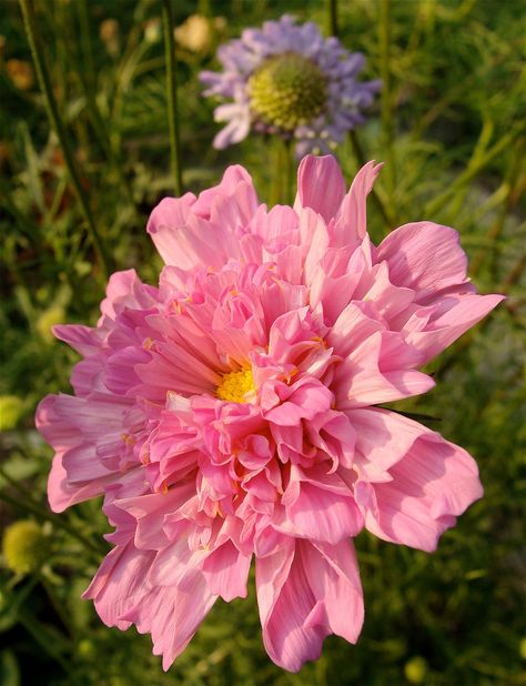 Cosmos bipinnatus "Double Click" Pink Cosmo, Double Click Cosmos, Pink Cosmos, Cosmos Flower Varieties, Apricot Cosmos, Cosmos Plant, Cosmos Flowers, Shade Perennials, Cut Flower Garden