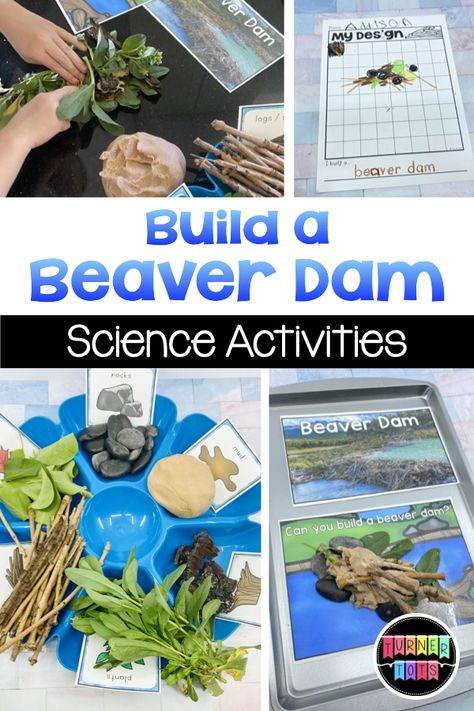 Science Activities For Preschoolers About Animals, Build A Habitat Kindergarten, Wild Animal Science Preschool, Forest Animals Science Activities, Forest Science Preschool, Habitats Kindergarten Activities, Animal Unit Kindergarten, Habitat Theme Preschool, Animal Themed Science Experiments