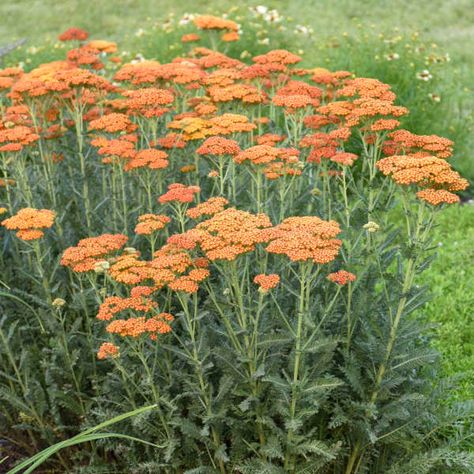 Achillea 'Sassy Summer Sunset' PP31412 | Walters Gardens, Inc. Red Creeping Thyme, Rose Companion Plants, Brick Border, Orange Nature, Easy Perennials, Gardening Backyard, Planting Design, Achillea Millefolium, Full Sun Plants