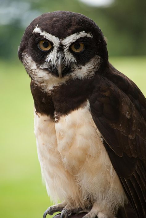 A Brief Introduction to the Common Types of Owls - Bird Eden Types Of Owls, Spectacled Owl, Barn Owl Art, Crazy Animals, Owl Wings, Barn Owls, Nocturnal Birds, Owl Images, Black Owl