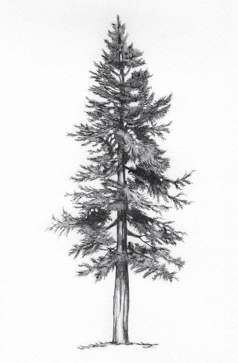 Pine Tattoo, Tree Sleeve, Pine Tree Drawing, Tree Drawings, 숲 사진, Pine Tree Painting, Tatuagem Masculina Pequena, Tree Sketch, Animal Tattoo Ideas