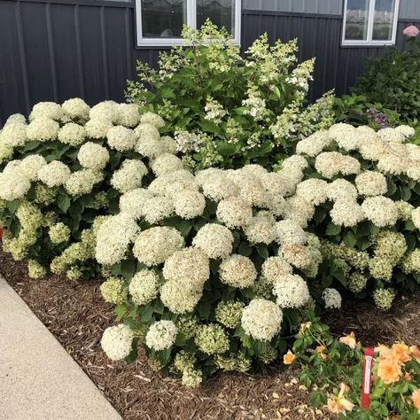 Hydrangea Macrophylla White, Invincibelle Wee White Hydrangea, Wee White Hydrangea Landscape, Invincible Wee White Hydrangeas, Short Hydrangea Bush, Landscaping Around Bay Window, Stoop Ideas Entrance, Annabella Hydrangea, Hydrangea Bushes In Front Of House