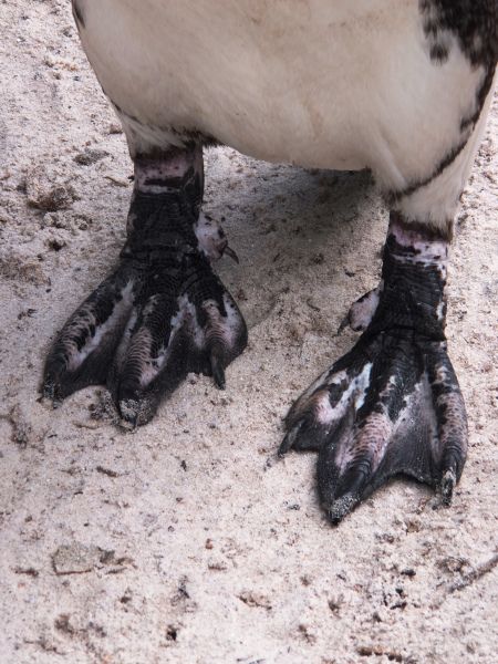 DSCF5861 Penguin Feet, African Penguin, Cape Town, Penguins, Cape, Fishing