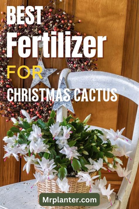 Know the best fertilizer that you can choose for your lovely Christmas cactus plant. Christmas Cacti, Succulents Care, Gardening Tips And Tricks, Christmas Cactus Care, Indoor Planting, Christmas Cactus Plant, Easter Cactus, Thanksgiving Cactus, Holiday Cactus