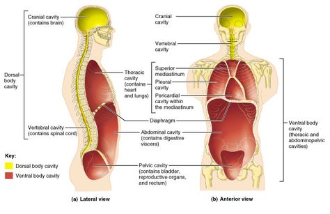 dorsal-and-ventral-body-cavity Body Cavities, Serous Membrane, Respiratory System Anatomy, Medical Terminology Study, Thoracic Cavity, Nurse Anesthesia, Anatomy Organs, Human Body Organs, Study Biology