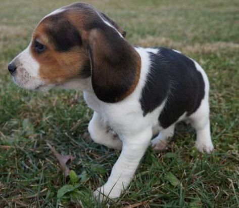 Mini Maltese, Beagle Pups, Beagle Breeds, Beagle Puppies, Cute Beagles, North Las Vegas, Maltese Puppy, Beagle Puppy, Happy Puppy