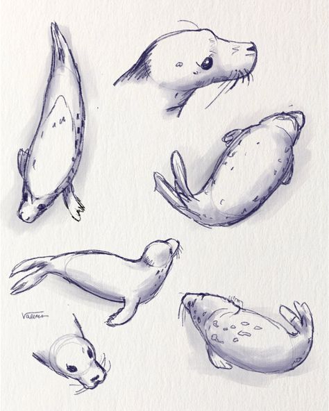 Seal pup sketch page, digital illustration during life drawing session Grey Seal Drawing, Seal Drawing Reference, How To Draw A Seal Step By Step, Harbor Seal Drawing, Seal Animation, Baby Seal Drawing, Seal Anatomy, Seals Drawing, Seal Doodle