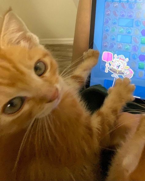 Aesthetic Editor, Casual Trendy Outfits, Cats Playing, Ginger Kitten, Cats Pictures, Candy Crush Saga, Silly Cats Pictures, Orange Cats, Cat Behavior