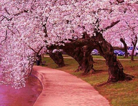 Cherry lovers lane Paradise Pictures, Japanese Cherry Tree, Cherry Blossom Wallpaper, Cherry Blossom Japan, Cherry Blossom Trees, Cherry Blossom Festival, Cherry Trees, Image Nature, Beautiful Trees