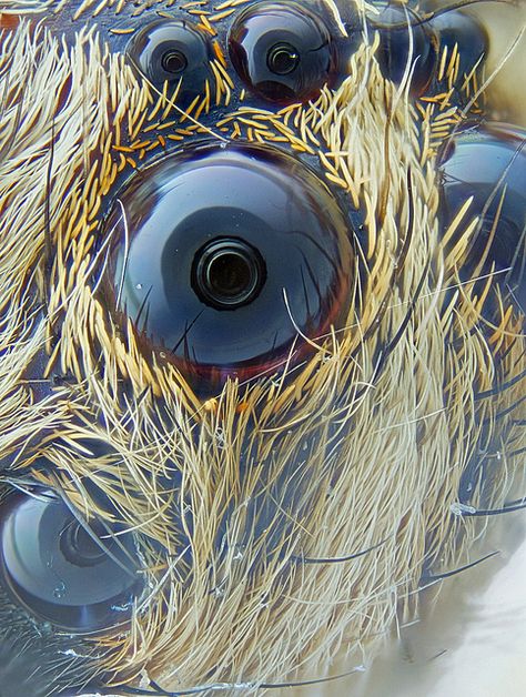 Focus stacked spider eye, taken with objective microscope. not actually a "pet", but spiders live with us anyway... not sure whether the pic is fascinating... Microscopic Art, Spider Eyes, Scientific Art, Under Microscope, Microscopic Photography, Micro Photography, Microscopic Images, Close Up Photo, Image Nature