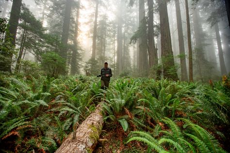 Redwood in Winter (Everything You Need to Know + Photos) Redwood Photography, Redwoods In Winter, State Park Camping, Humboldt Redwoods State Park, Ocean Air, Redwood National Park, Winter Camping, Beautiful Sites, Scenic Drive