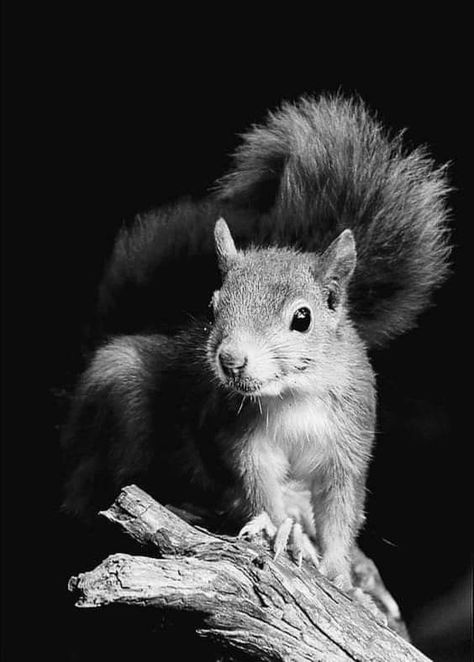 Pet Portraits Photography, Animal Tattoo Ideas, Best Pic, Wild Animals Photography, Squirrel Art, Wild Animals Photos, Favorite Animal, Little Critter, Animal Projects