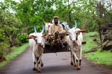 Bullock cart Premium Photo | Premium Photo #Freepik #photo #indian Bullock Cart Indian, Bullock Cart, Pongal Celebration, Bride And Groom Cartoon, Independence Day Poster, India Poster, Independence Day Background, Ancient Indian Architecture, Village Photos