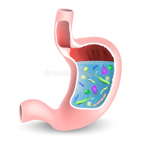 Stomach with bacteria and other microbes. Human stomach with bacteria and other , #SPONSORED, #microbes, #bacteria, #Stomach, #href, #stomach #ad Benefits Of Ginger Root, Stomach Bacteria, Olive Garden Alfredo Sauce Recipe, Olive Garden Alfredo Sauce, Lactobacillus Gasseri, Ginger Detox, Benefits Of Ginger, Low Fiber Diet, Health Benefits Of Ginger