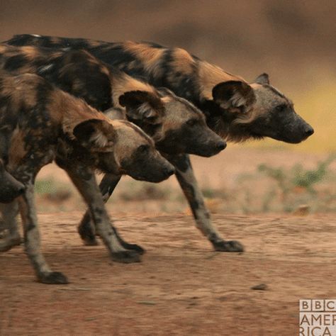 Designing Tattoos, African Hunting Dog, Animals Hunting, Wild Animals Photography, Wild Dog, African Wild Dog, Happy Tails, Wild Creatures, Family Feud